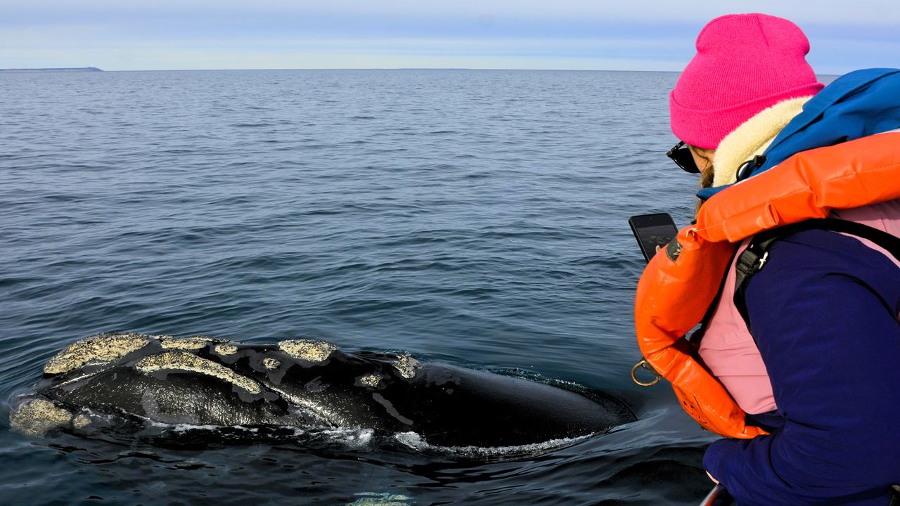 Observation Des Baleines foto 7