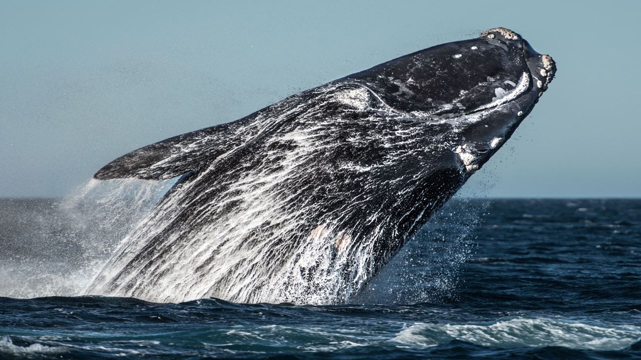 Observation Des Baleines foto 3