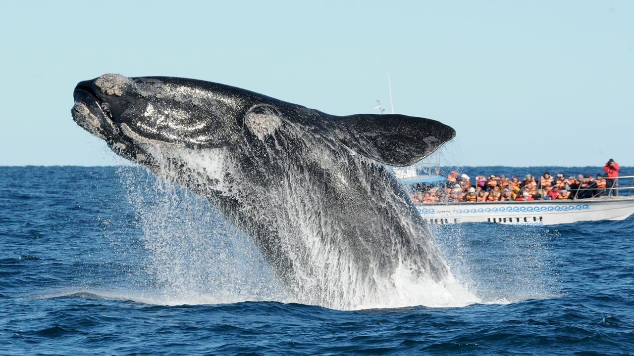Observation Des Baleines foto 10