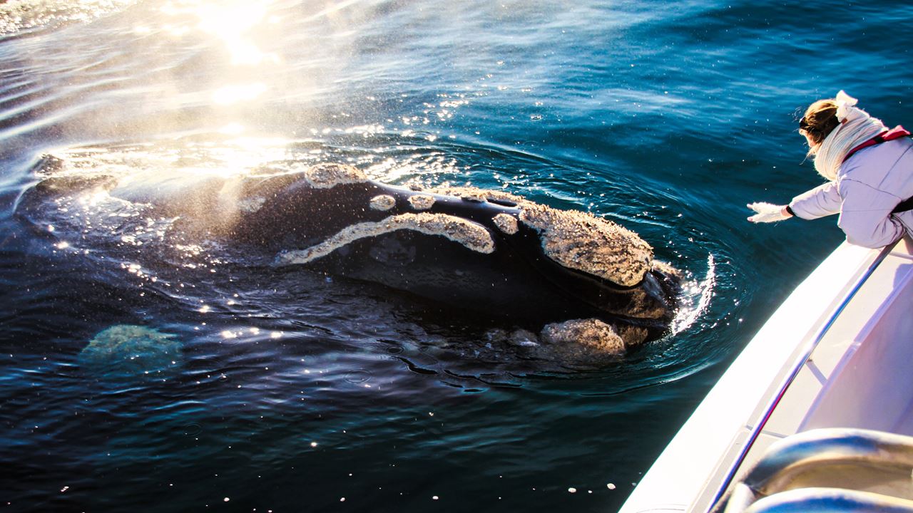 Observation Des Baleines foto 8