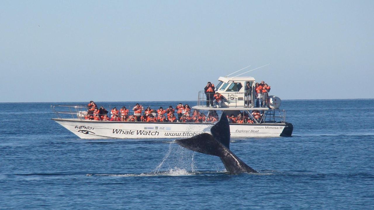 Observation Des Baleines foto 9
