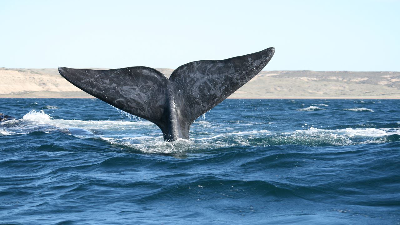 Observation Des Baleines foto 5