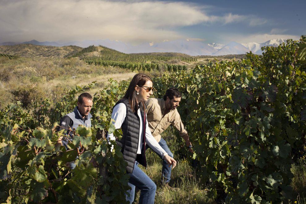 Visite Dégustation De Vins Au Domaine Viticole Zuccardi foto 4