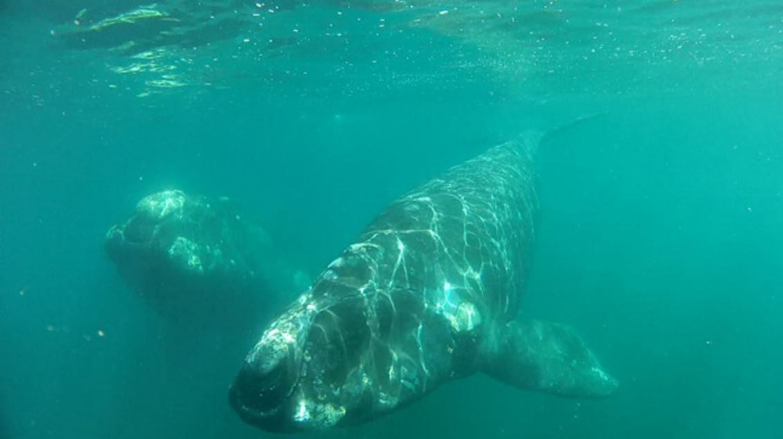 Observation Des Baleines Sous-marines foto 3