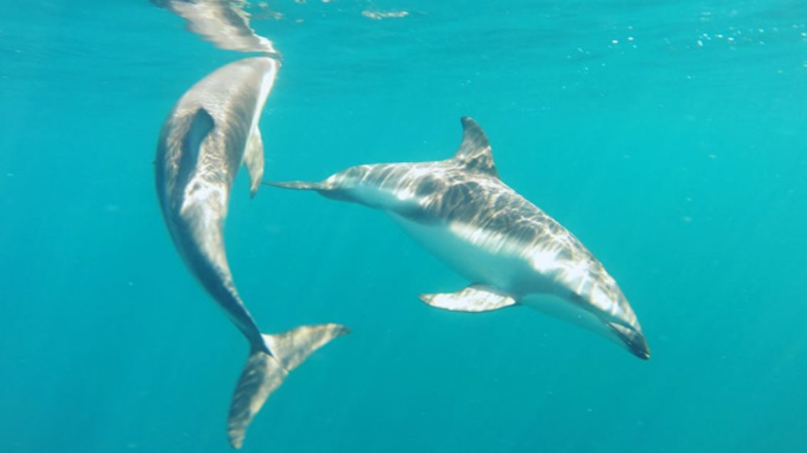 Observation Des Baleines Sous-marines foto 2