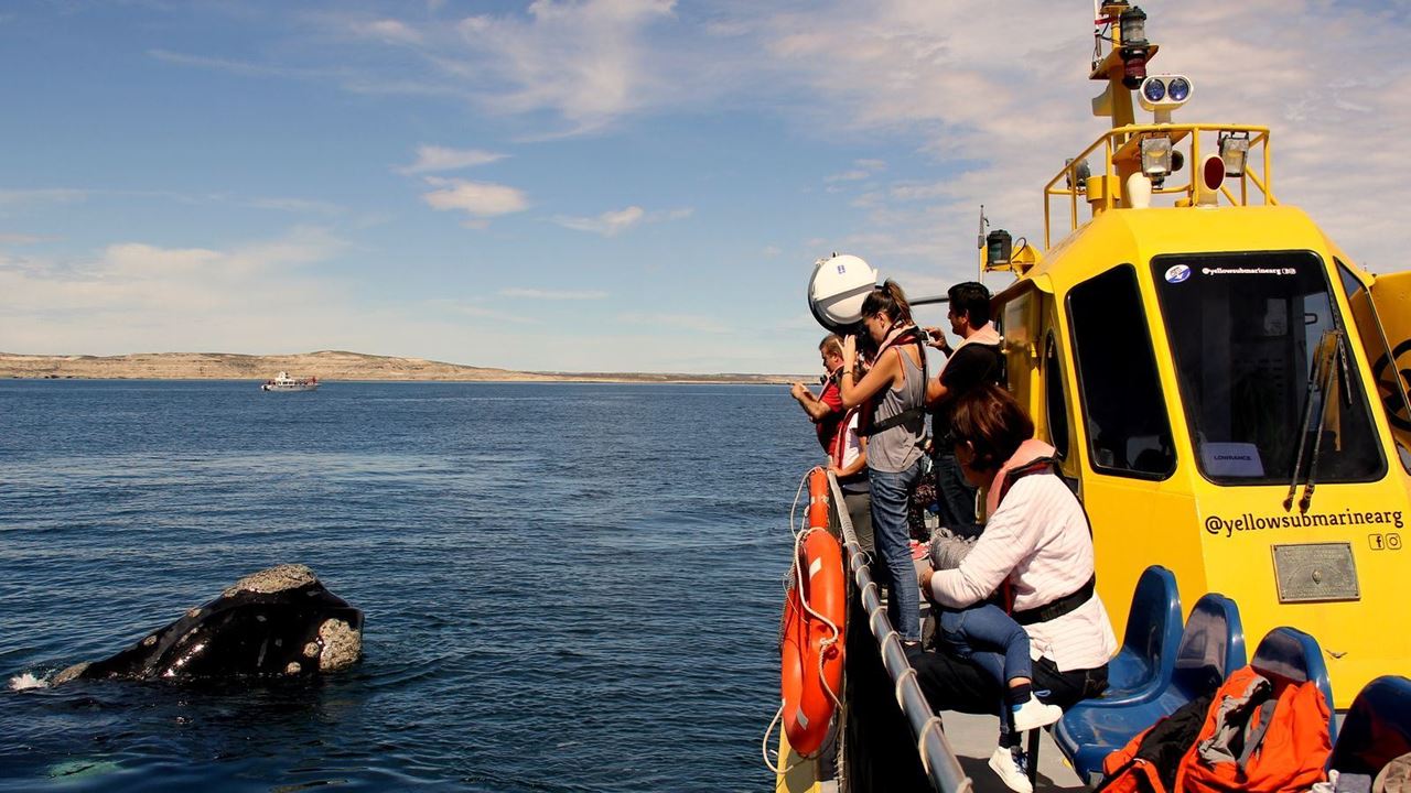 Observation Des Baleines Sous-marines foto 5