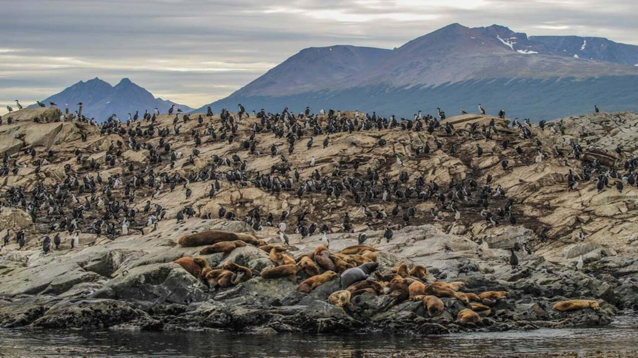 Offer: Airport Transfers, National Park And Sailing To Island Of Wolves And Birds foto 6