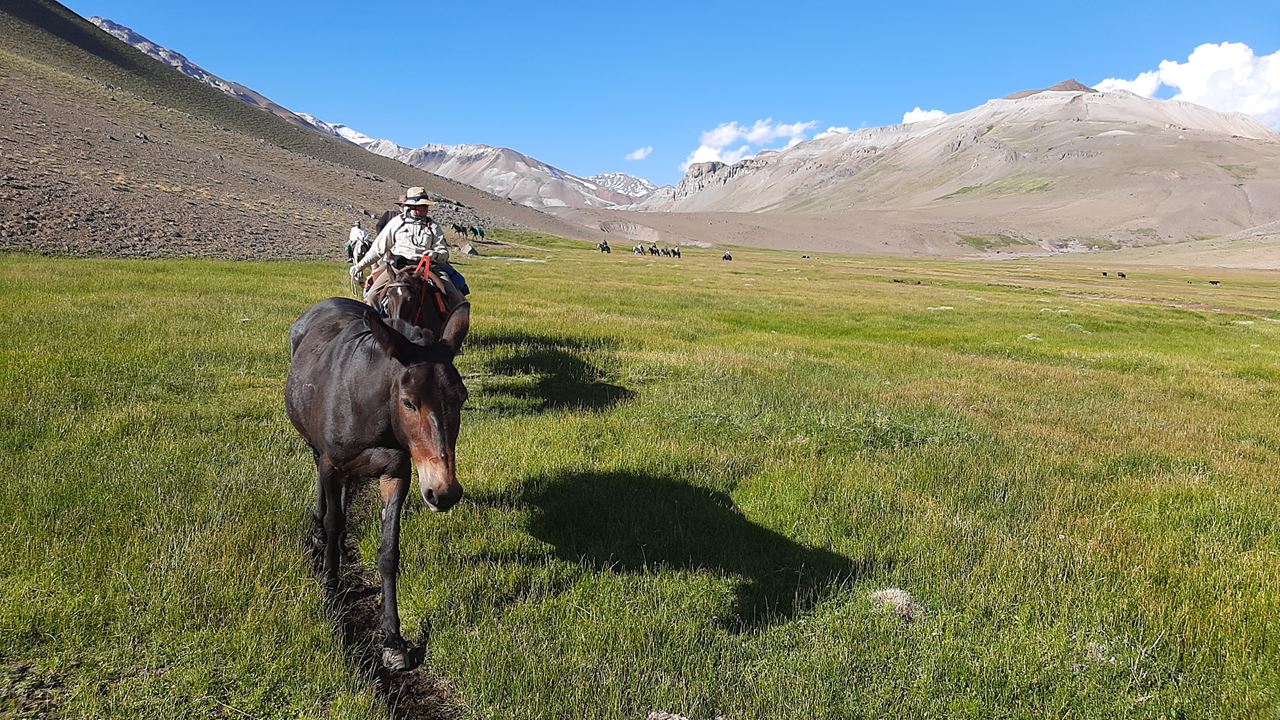 Cheval Traversant Les Andes foto 3