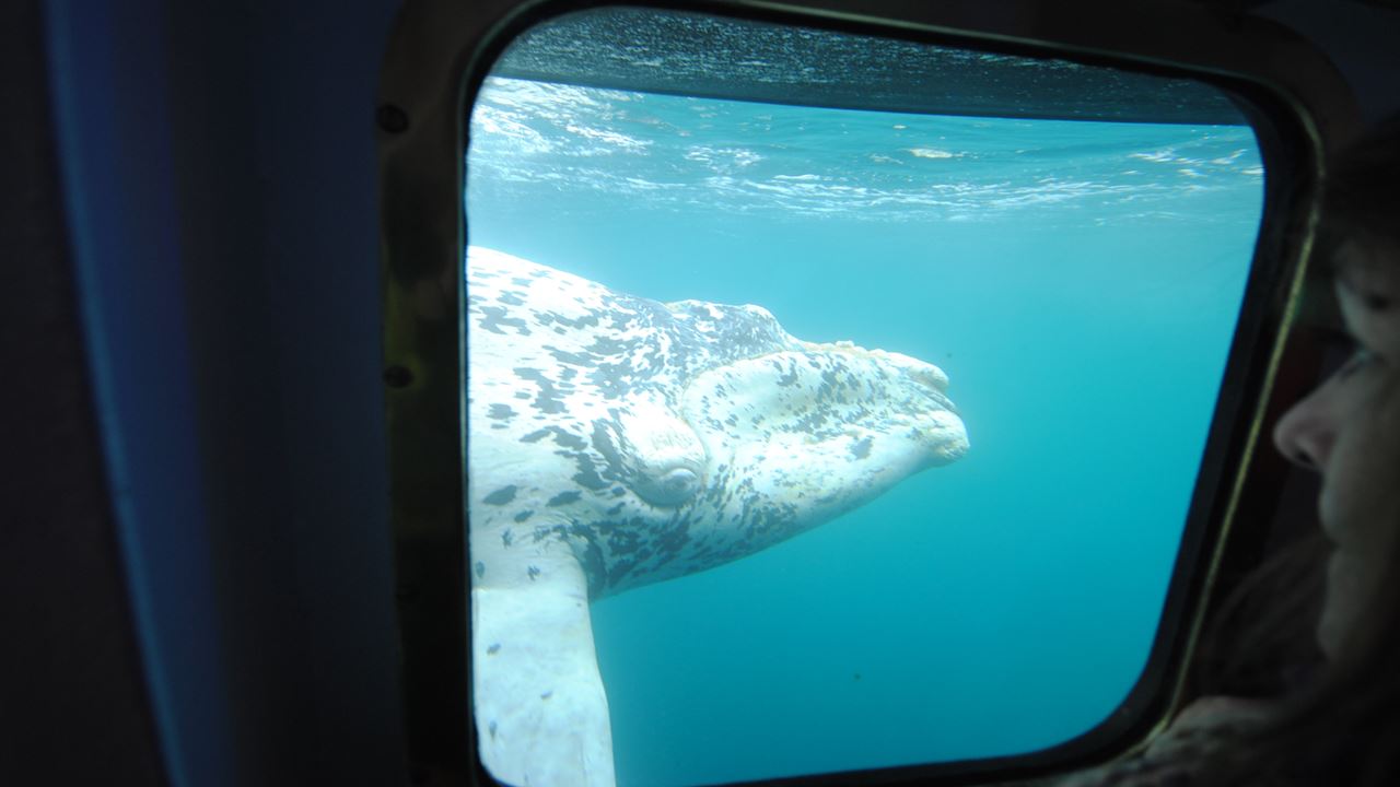 Observation Sous-marine Des Baleines foto 6