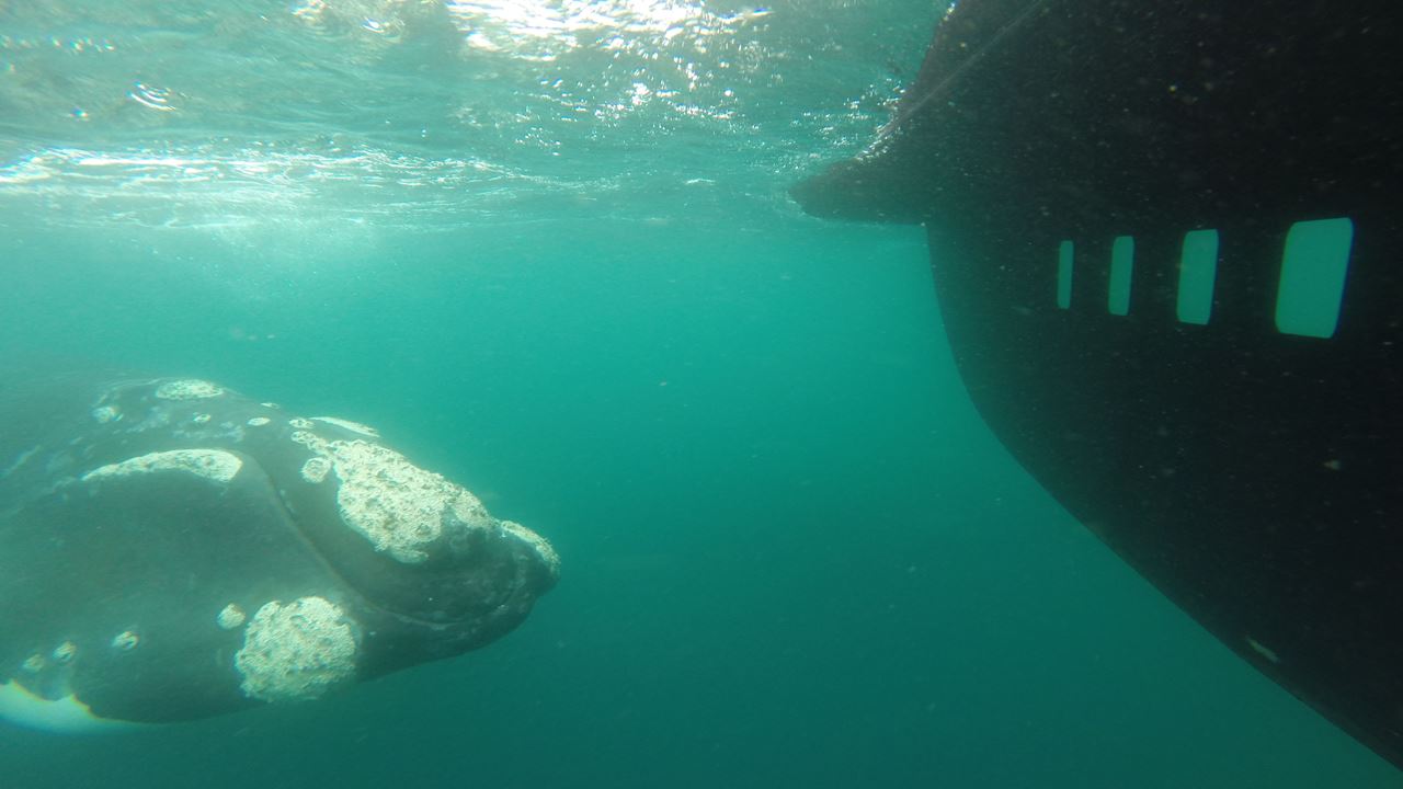 Observation Sous-marine Des Baleines foto 9