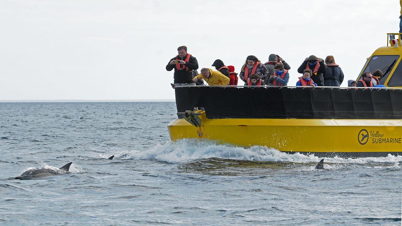 Observation Sous-marine Des Baleines foto 3