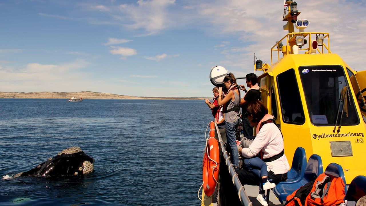 Observation Sous-marine Des Baleines foto 2