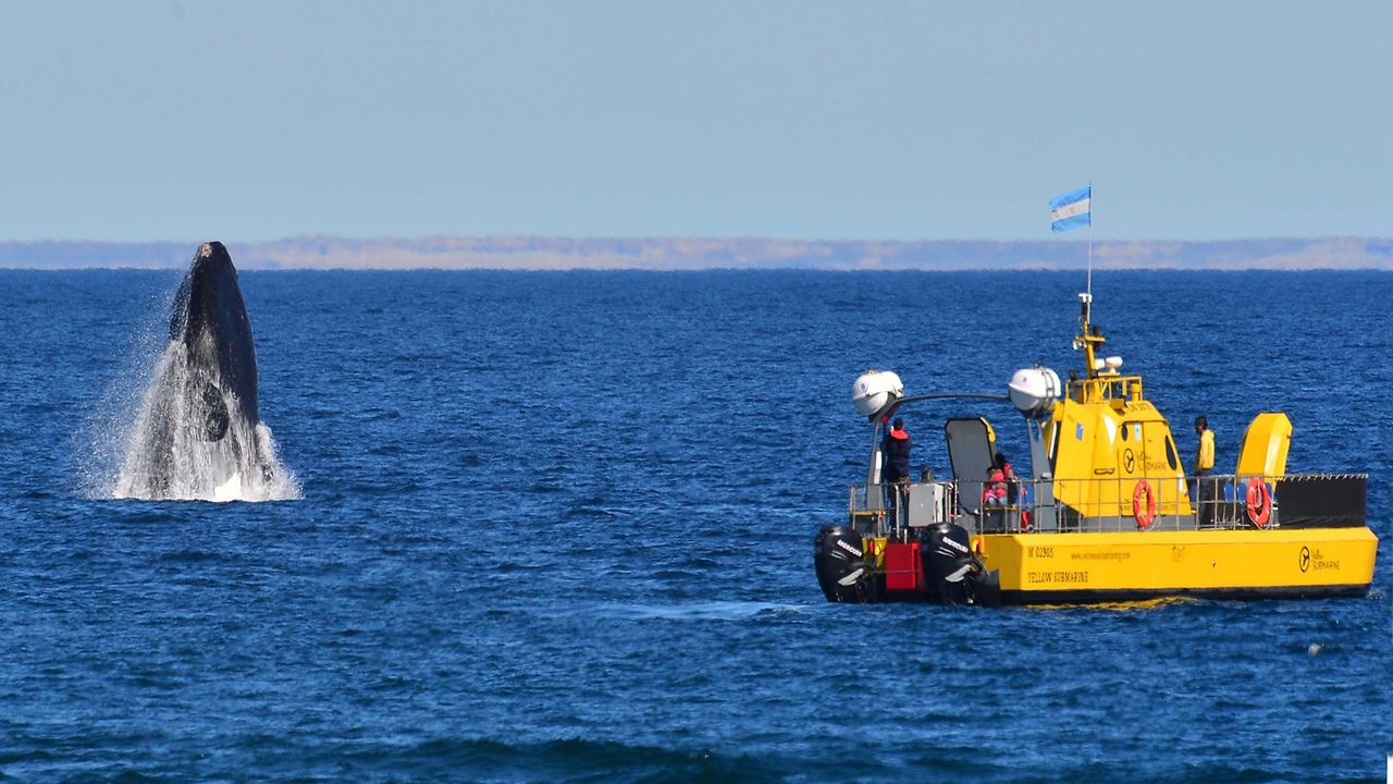 Observation Sous-marine Des Baleines foto 4