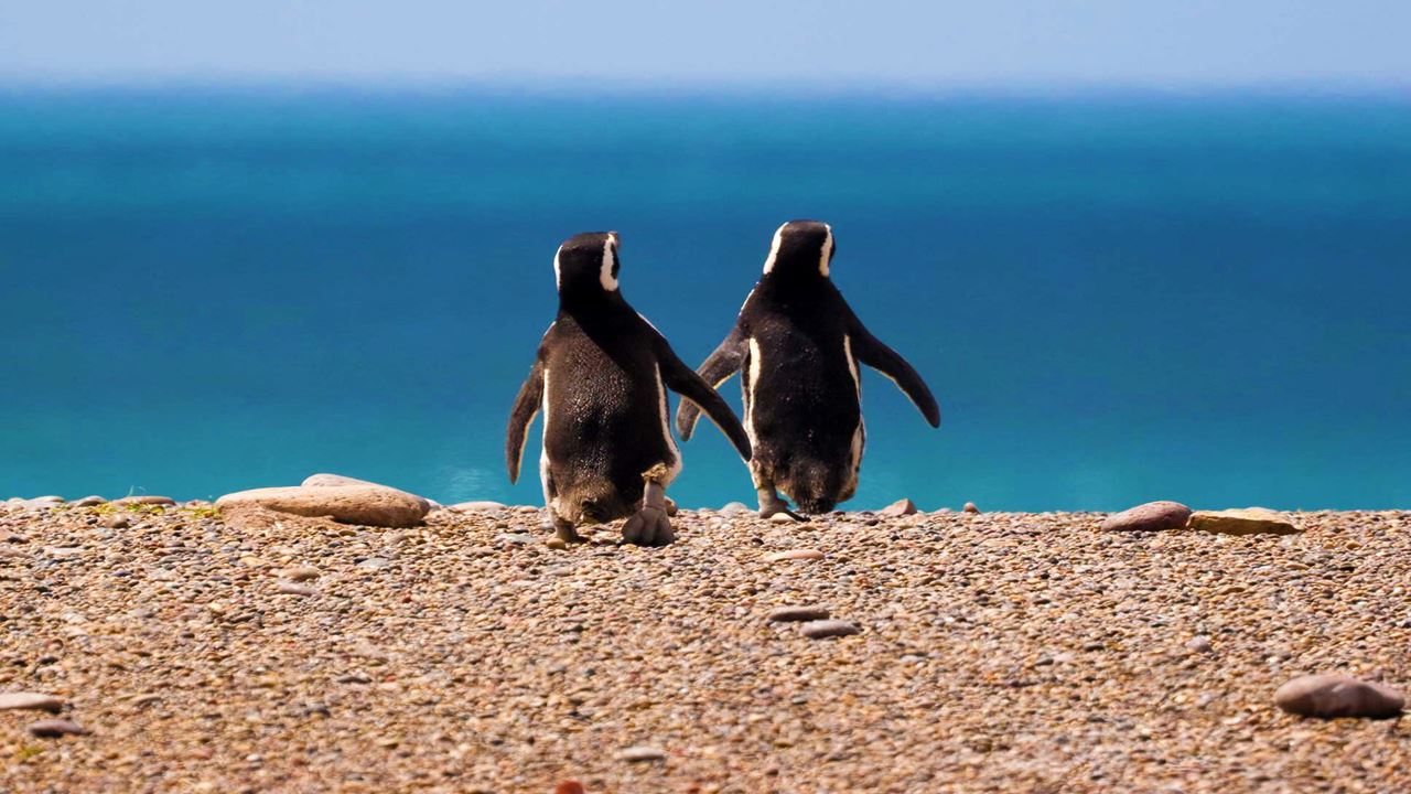 Puerto Madryn Klassisches Paket foto 5