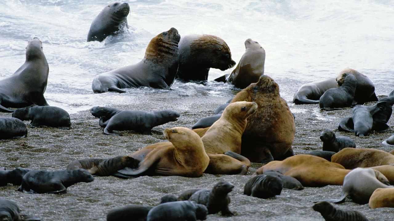 Puerto Madryn Klassisches Paket foto 2