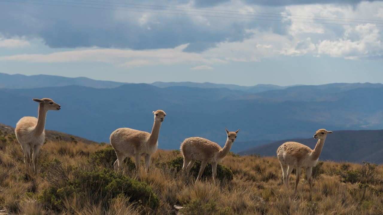 Touristisches Paket Nach Salta Und Jujuy Klassisch foto 6