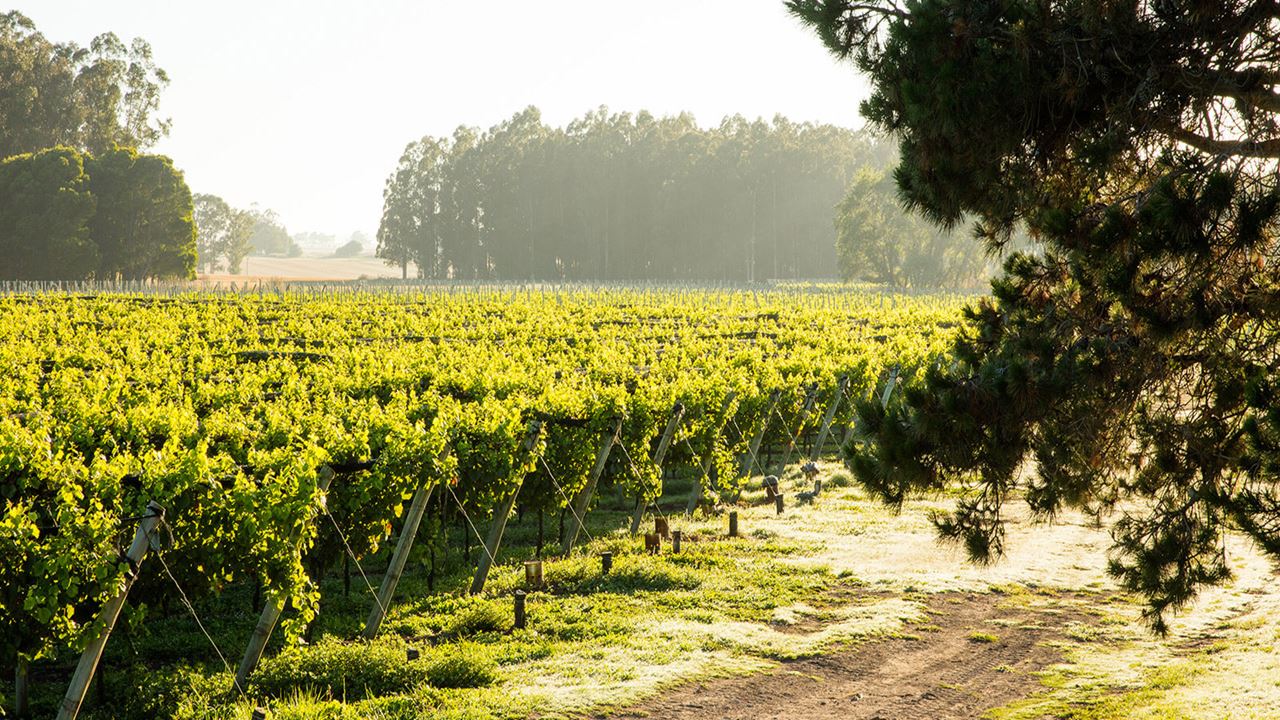 Visit And Tasting At Trapiche Winery foto 4