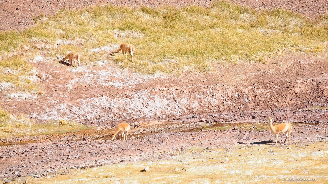 Tour 4x4 À Laguna Brava foto 13