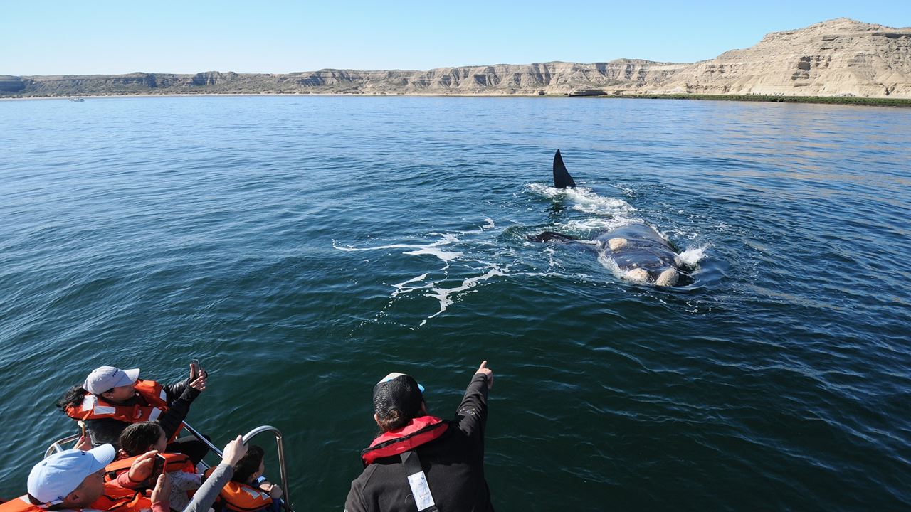 Tour Avistaje De Ballenas foto 5