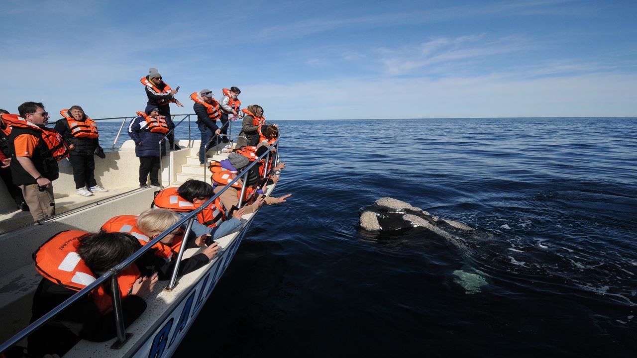 Tour Avistaje De Ballenas foto 3
