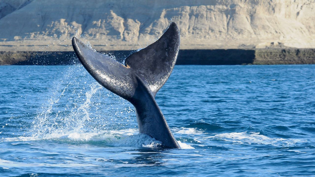 Tour Avistaje De Ballenas foto 1