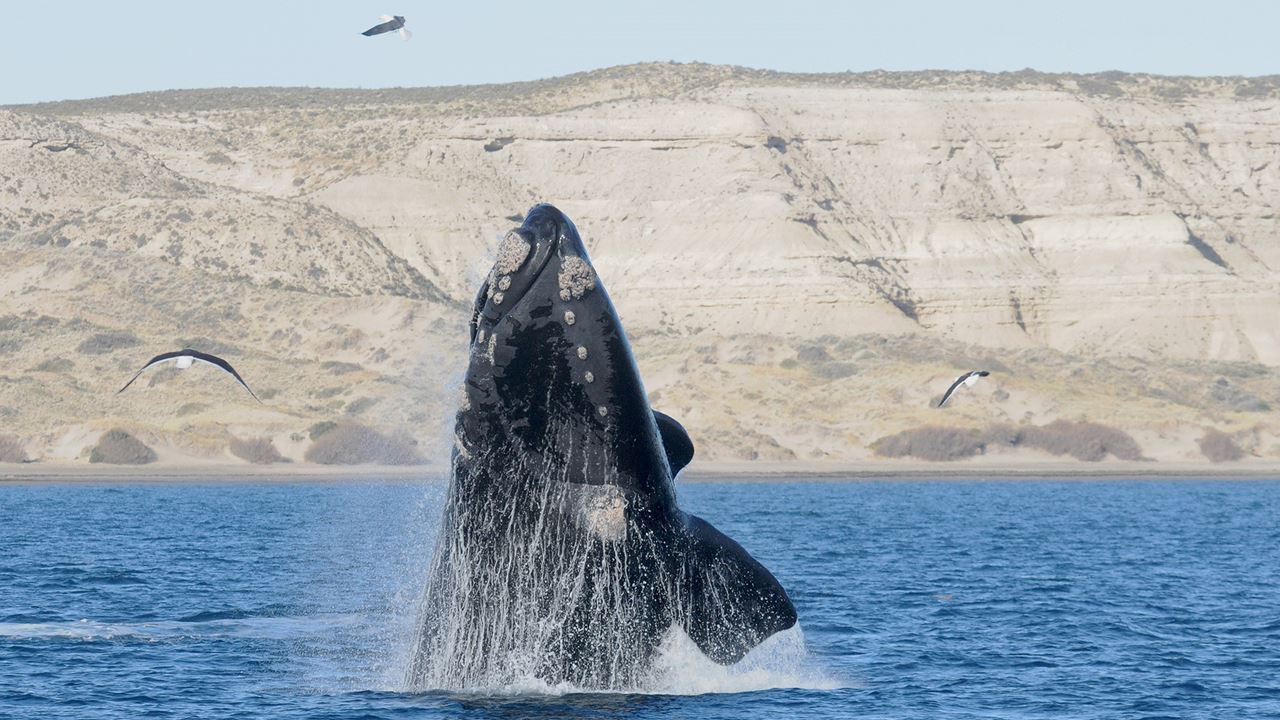 Tour Avistaje De Ballenas foto 4