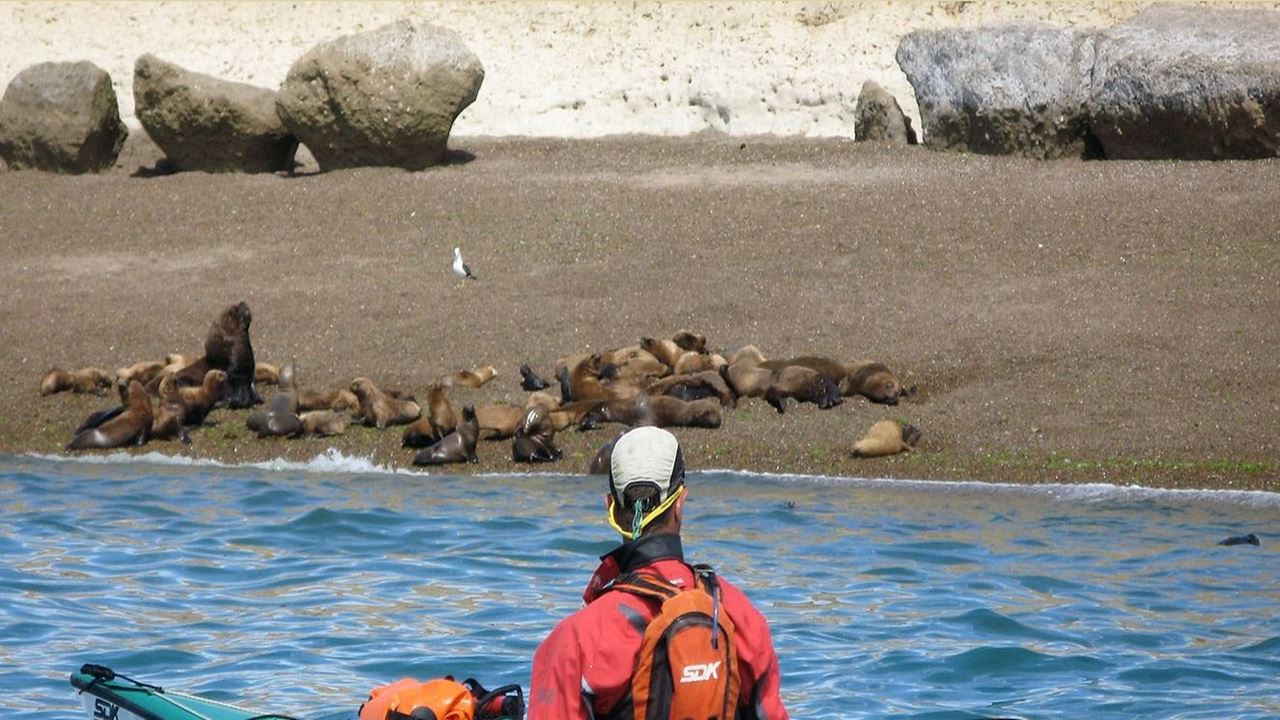 Tour En Kayak Con Lobos Marinos foto 5