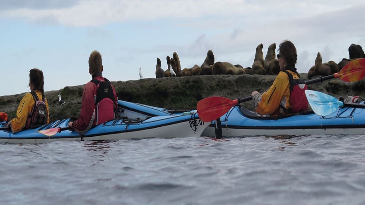 Tour En Kayak Con Lobos Marinos foto 2