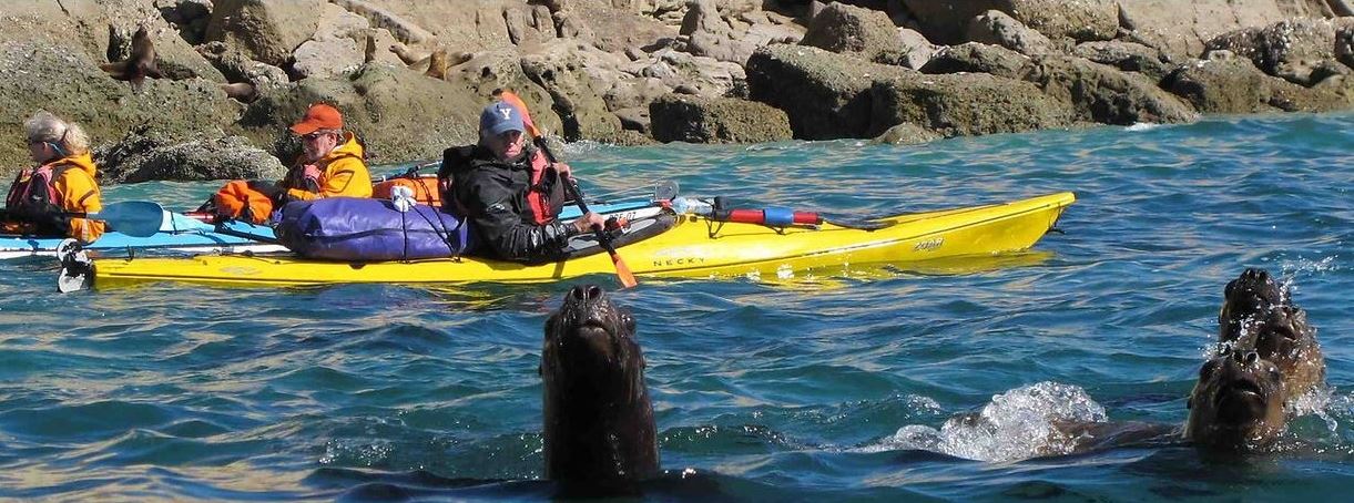 Tour En Kayak Con Lobos Marinos foto 1