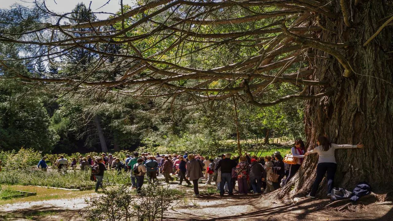 Offre : Transferts Aéroport, Circuit Chico Et Île Victoria Et Forêt Des Arrayanes foto 10