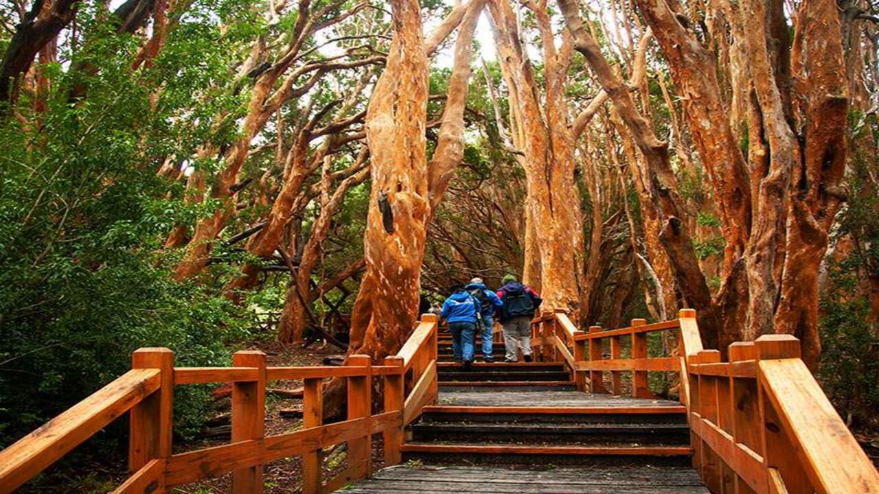 Offre : Transferts Aéroport, Circuit Chico Et Île Victoria Et Forêt Des Arrayanes foto 2