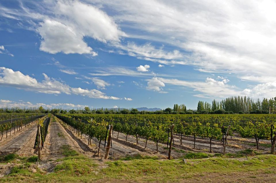 Tour Cata De Vino foto 2