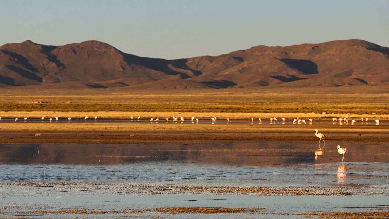 Tour De Dia Completo À Laguna De Los Pozuelos foto 4