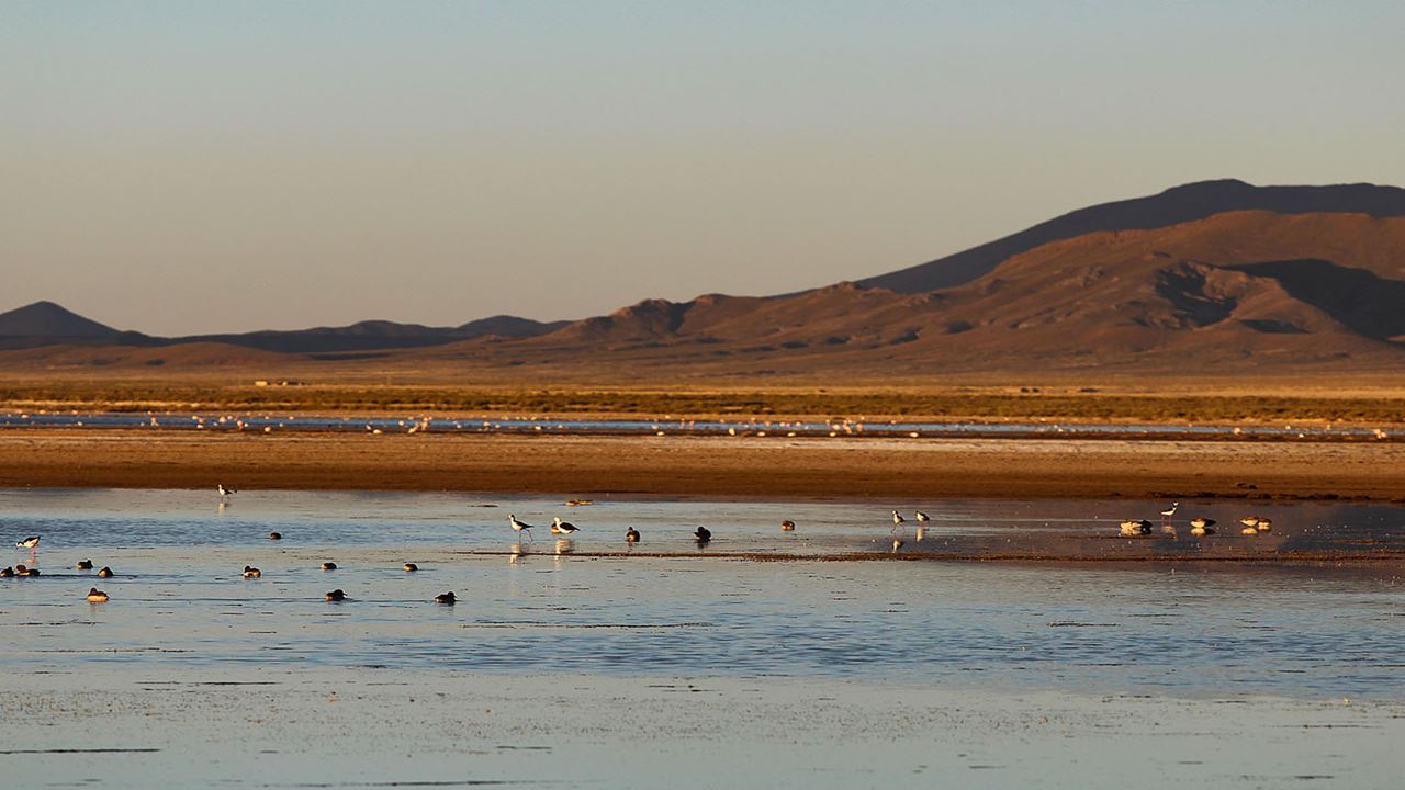 Tour De Dia Completo À Laguna De Los Pozuelos foto 3