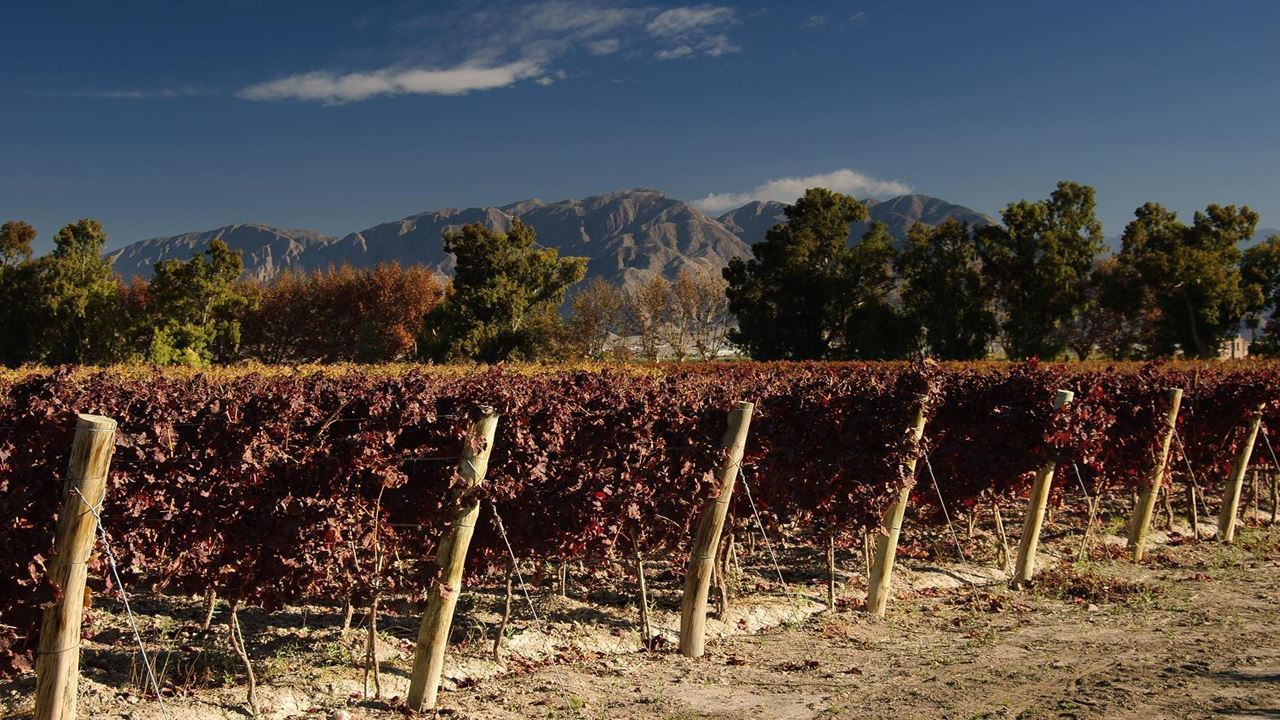 Vinhas E Adegas - Rota Do Vinho foto 8