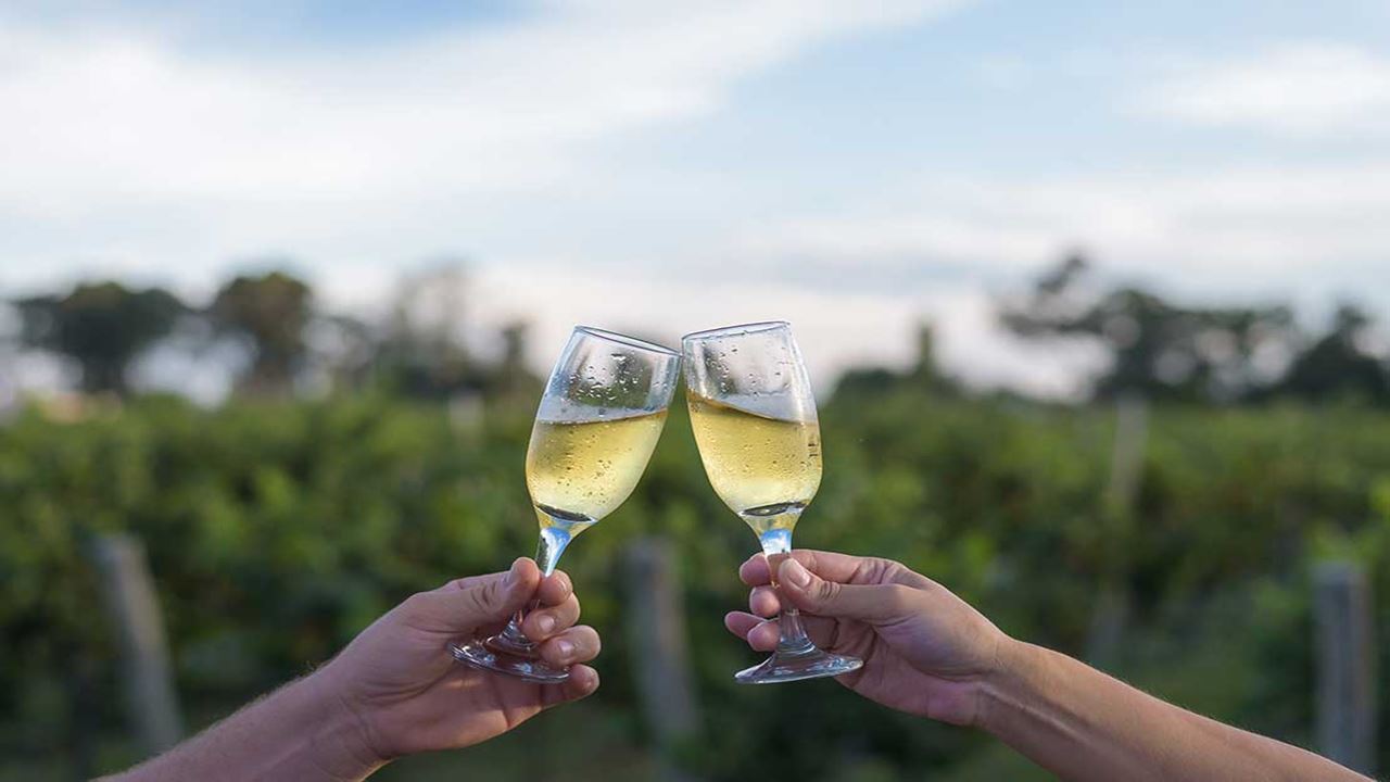 Vinhas E Adegas - Rota Do Vinho foto 9