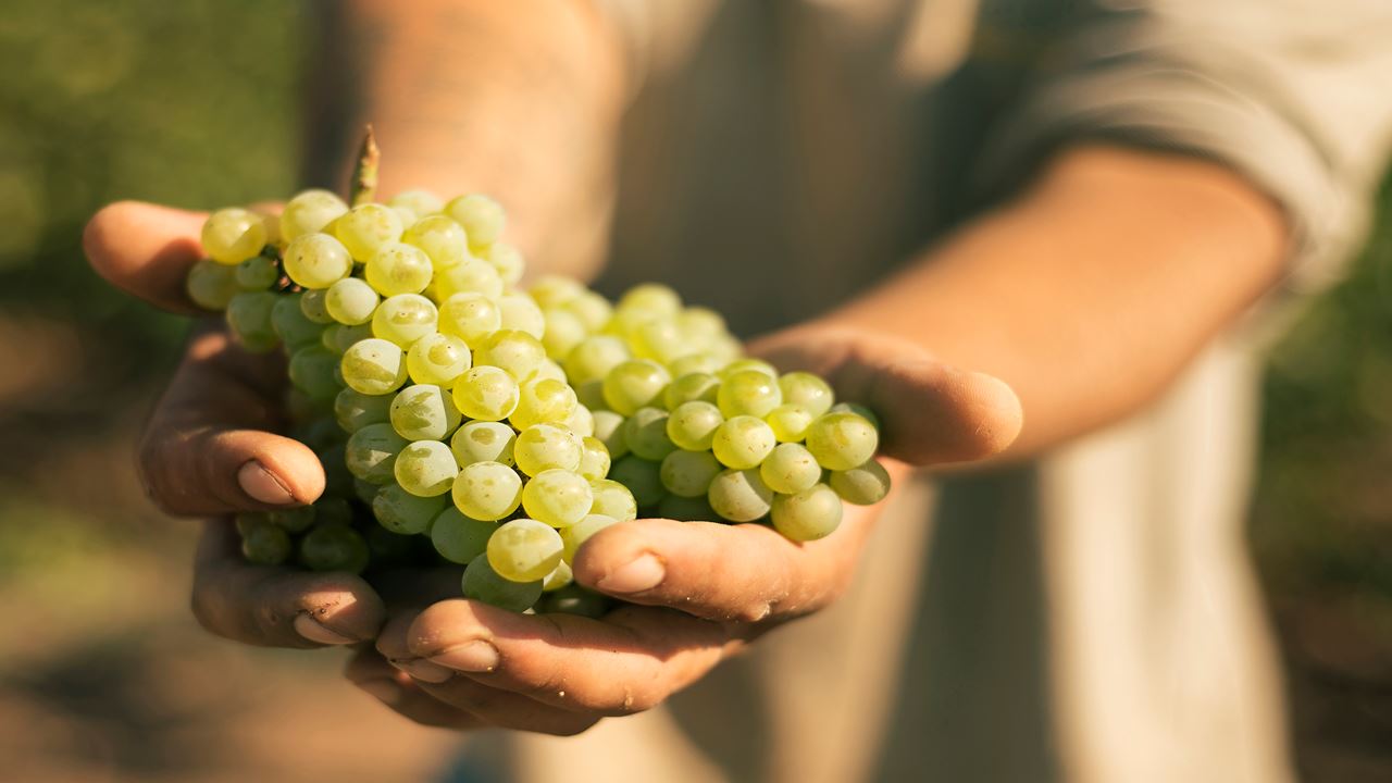 Visit To Cruzat Winery With Wine Tasting foto 3