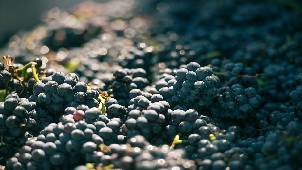 Visit To Cruzat Winery With Wine Tasting foto 7