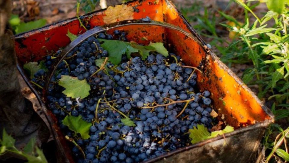 Winery Tour With Tasting And Lunch In Maipú foto 7