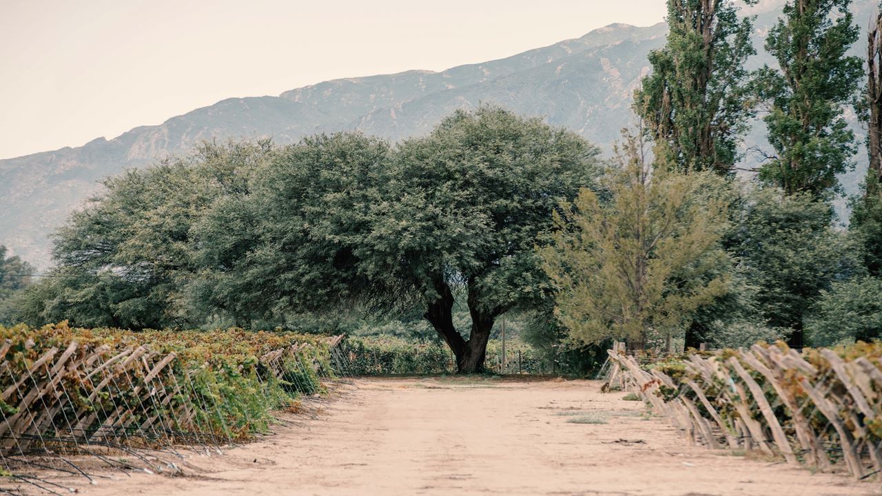 Wine Tour And Wine Tasting At Bodega El Esteco foto 8