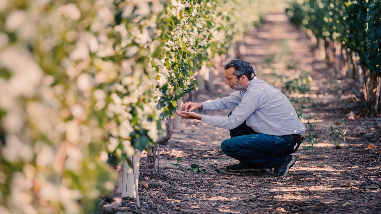 Wine Tour And Wine Tasting At Bodega El Esteco foto 4