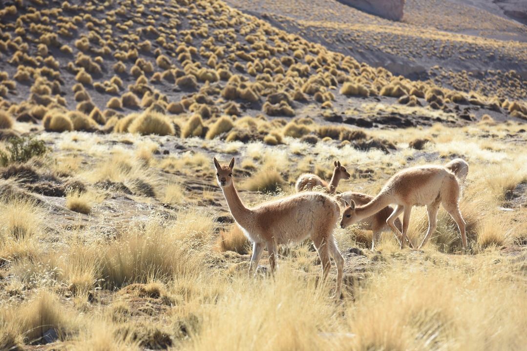 Galán Volcano foto 12