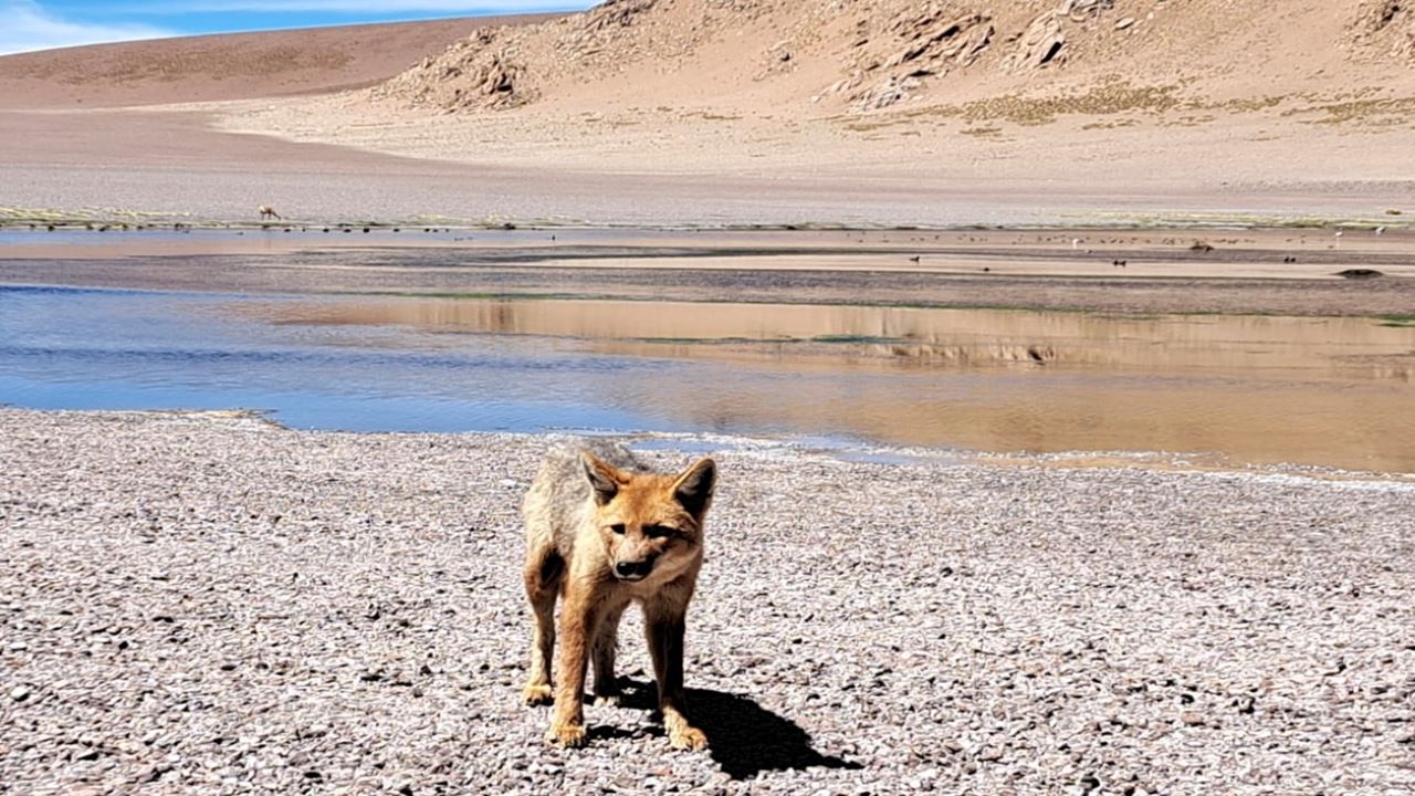 Galán Volcano foto 3