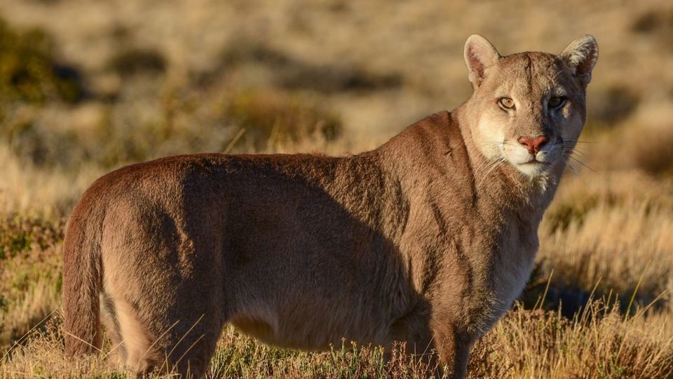 Voo De Avião Premium Em Perito Moreno Com Passeio Turístico Da Puma foto 4