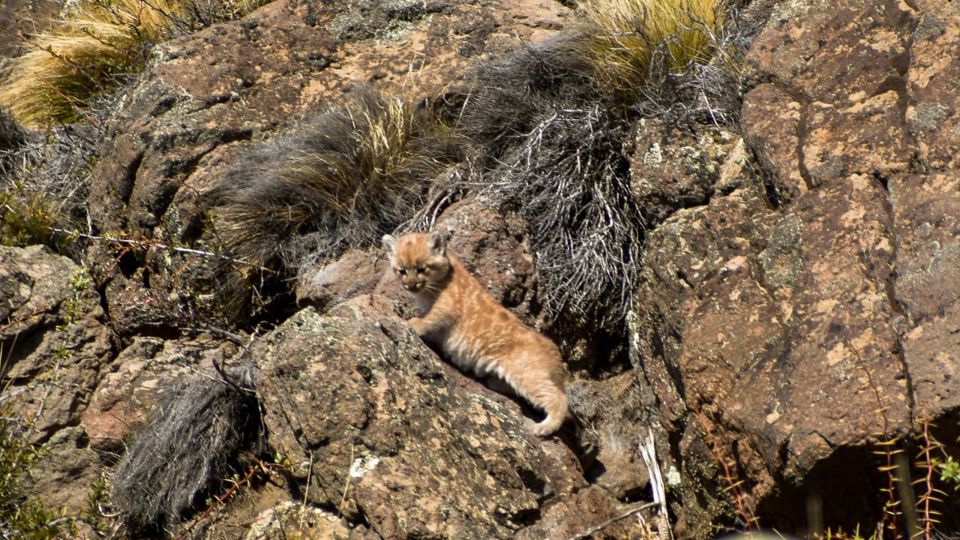 Voo De Avião Premium Em Perito Moreno Com Passeio Turístico Da Puma foto 3