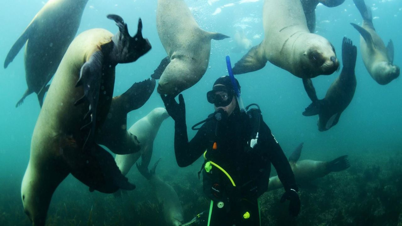 Diving With Marine Wolves