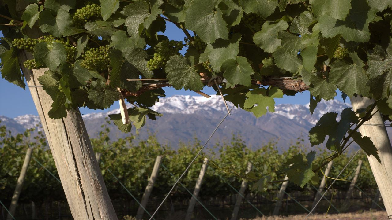 Wine Tasting And Lunch In Maipu
