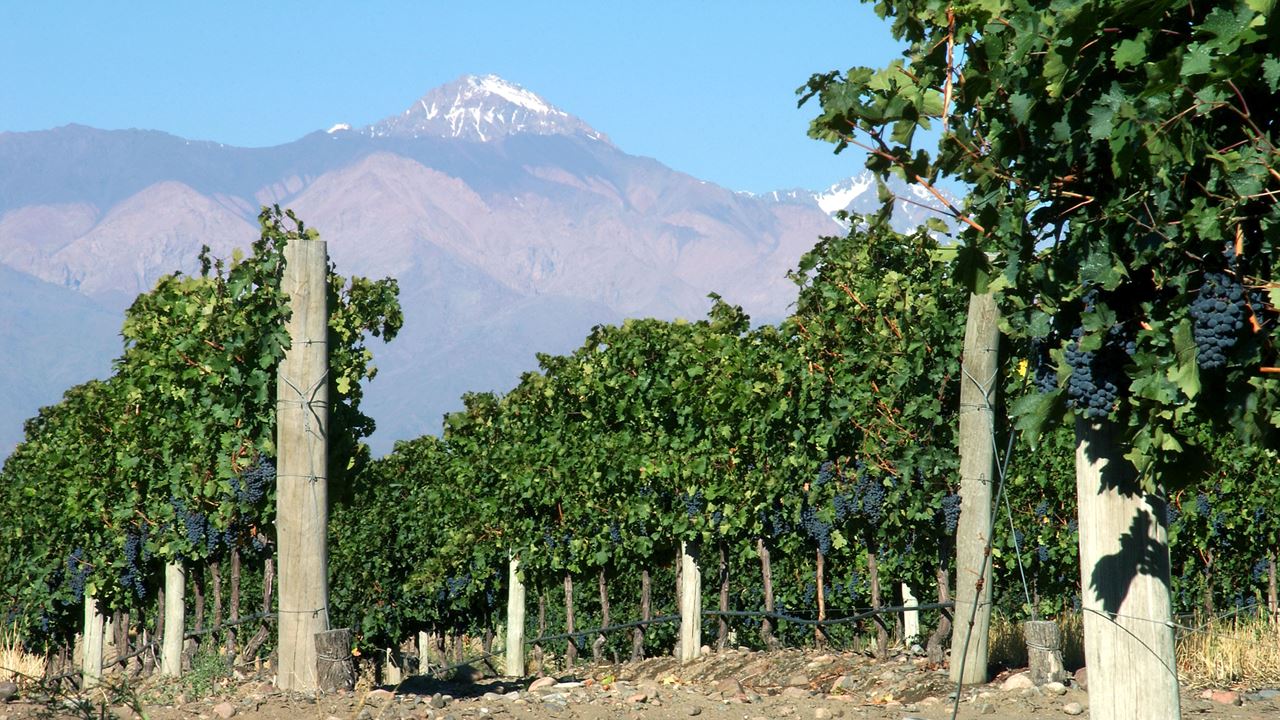 Wine And Olive Tasting Tour