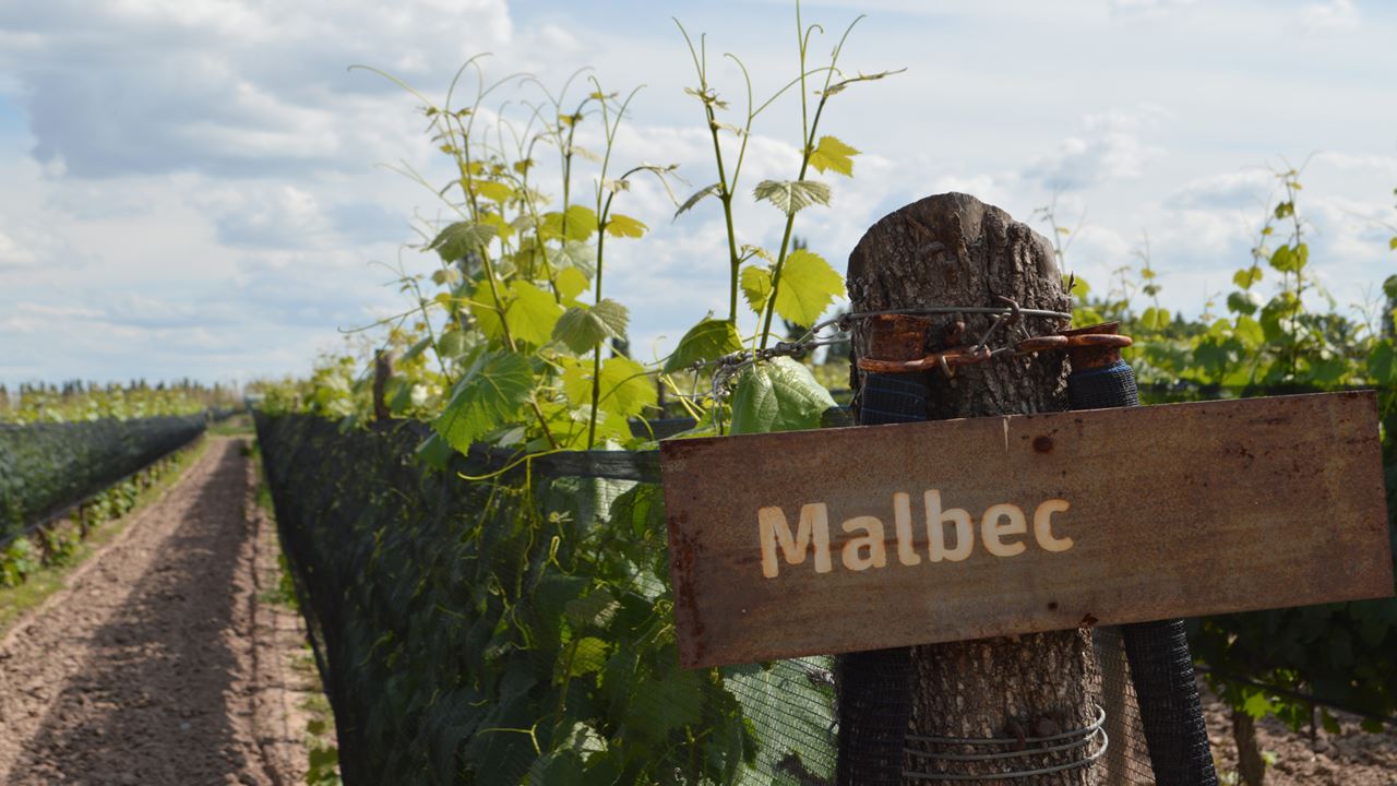 Experiencia De Vinos En Luján De Cuyo – Grupos Reducidos