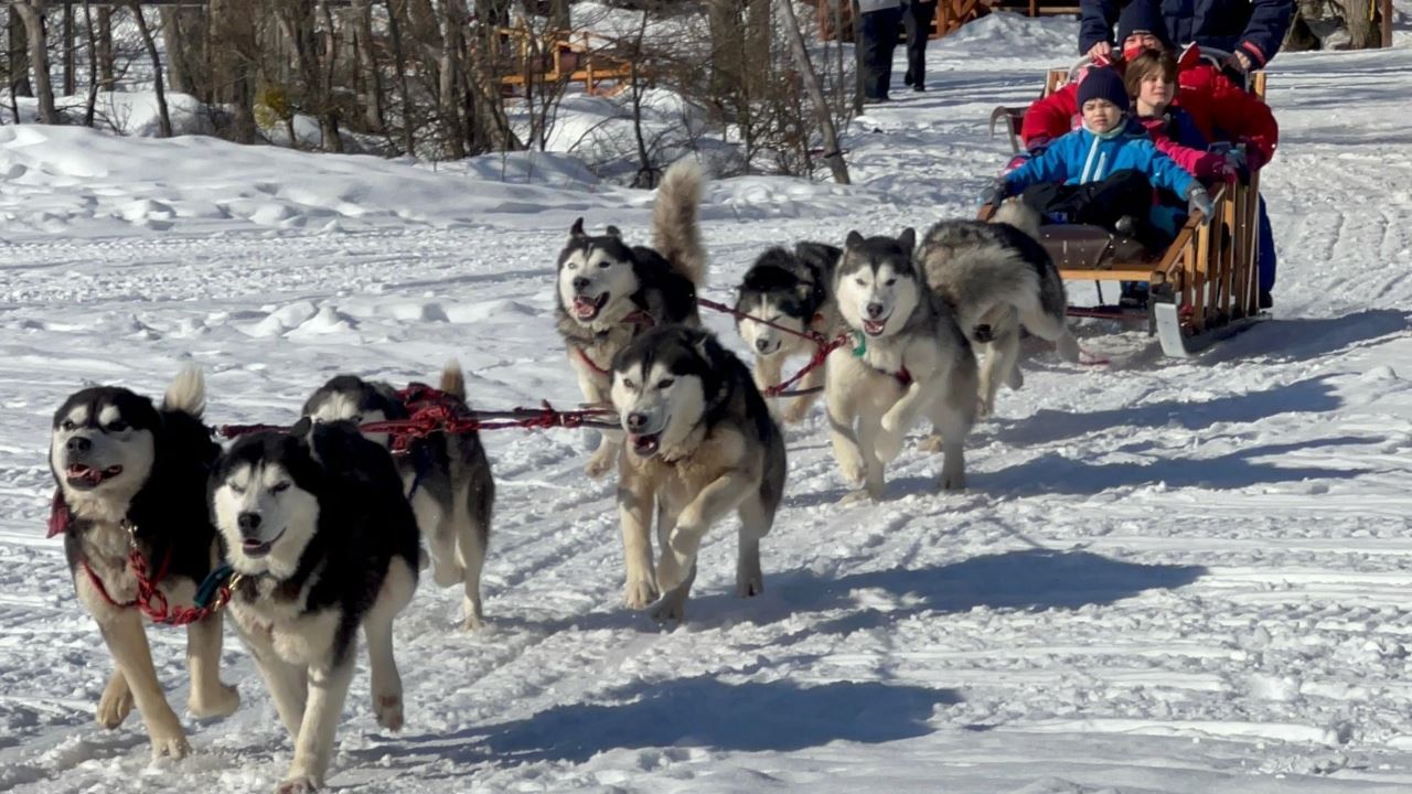 Full-day Winter Experience With Huskies, Snowshoes, And Snowmobile